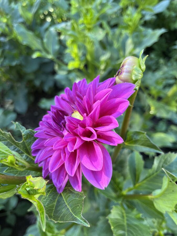 A magenta dahlia among green leaves