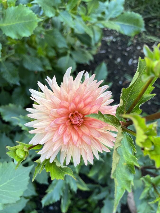 A pale peach dahlia